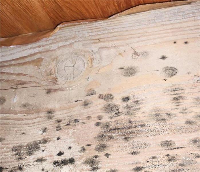 Mold growth on wood beam.